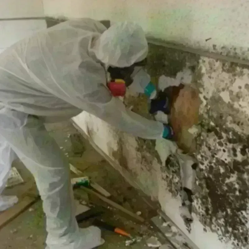 Mold Remediation and Removal in Springfield, SD